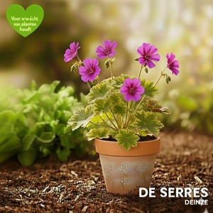 Geranium psilostemon 'Ann Folkard' P9