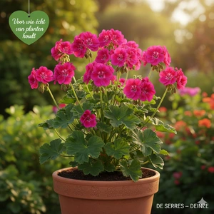 Geranium psilostemon 'Anne Thomson' P9