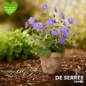 Geranium pratense 'Brookside' P9