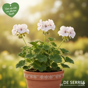 Geranium gracile 'Chantilly' P9