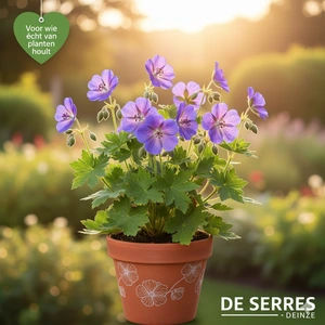 Geranium pratense 'Eureka Blue®' P9