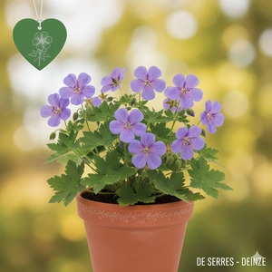 Geranium collinum 'Nimbus' P9