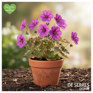 Geranium 'Salome' P9