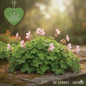 Geranium macrorrhizum 'Ingwersen´s Variety' P9