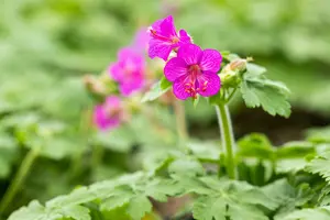 Geranium macr. 'Olympic Fire' ('sandy's smile') P9 - afbeelding 4