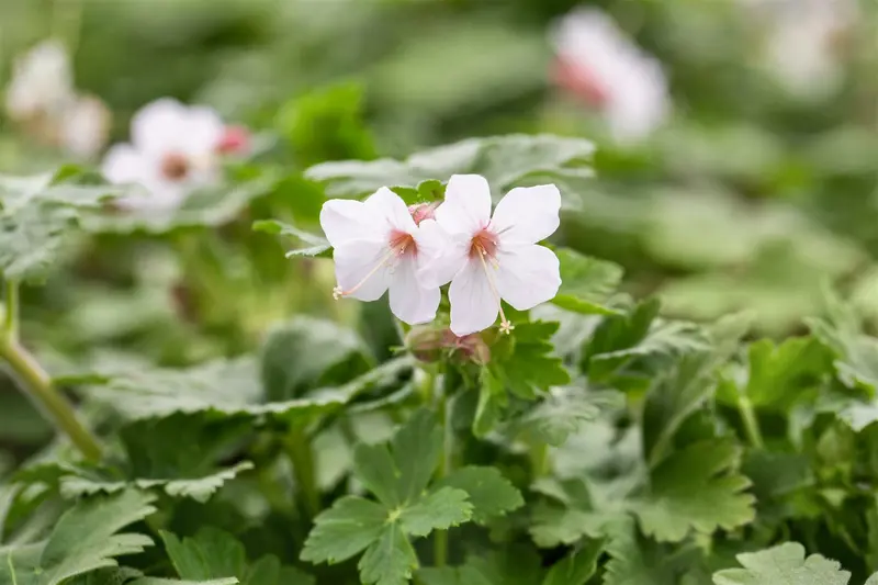 Geranium macr. 'Spessart' C2 - afbeelding 1