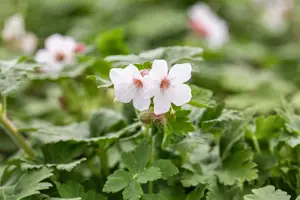 Geranium macr. 'Spessart' C2
