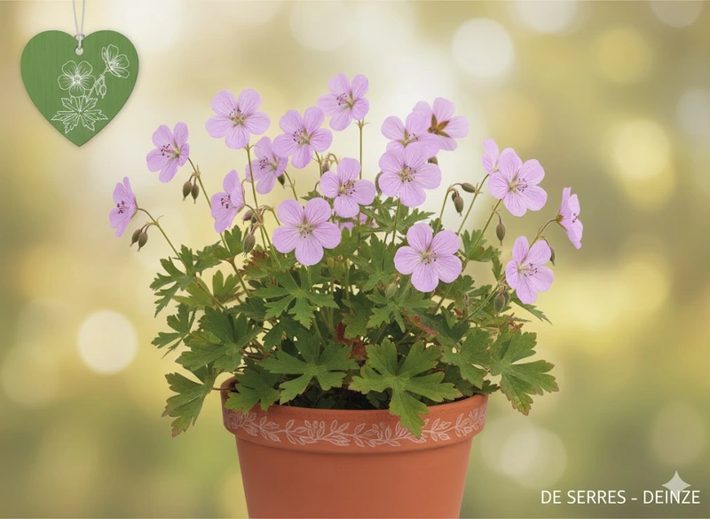 Geranium maculatum 'Chatto' P9