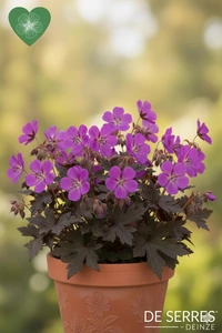 Geranium maculatum 'Stormy Night'