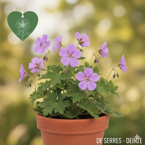 Geranium nodosum 'Simon'