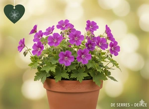 Geranium nodosum 'Tony´s Talisman' P9