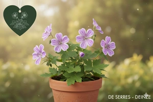 Geranium nodosum 'Clos du Coudray' P9