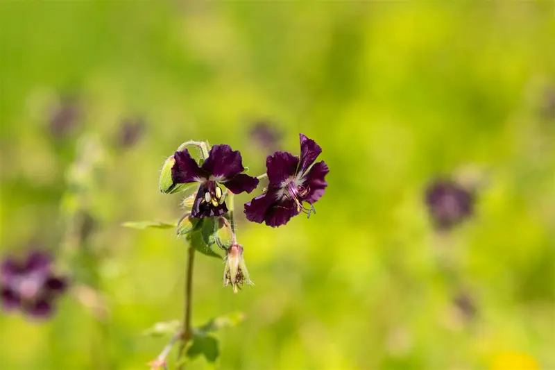 Geranium phaeum 'Joseph Green' P9