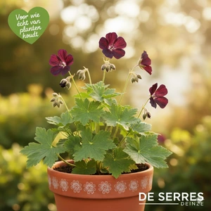 Geranium phaeum 'Raven' P9