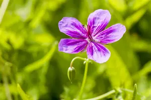 Geranium prat. 'Femme Fatale' P9 - afbeelding 3