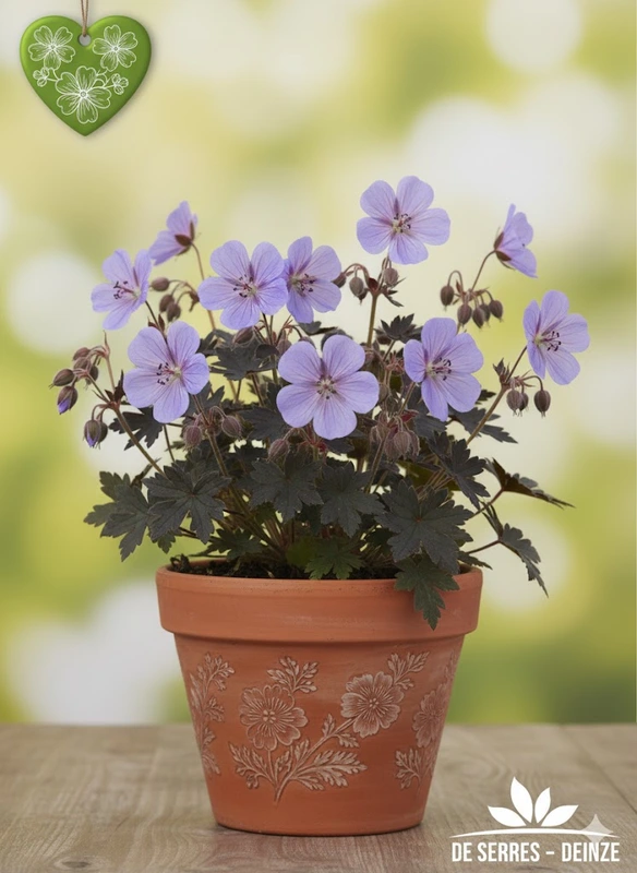 Geranium pratense 'Hocus Pocus' P9