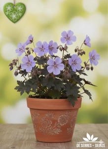 Geranium pratense 'Hocus Pocus' P9