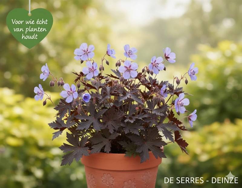 Geranium pratense 'Midnight Reiter' P9