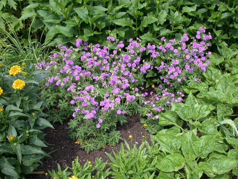 Geranium prat. 'Plenum Violaceum' P9