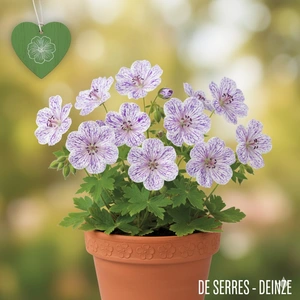 Geranium pratense 'Splish Splash' P9