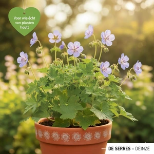 Geranium prat. 'Summerskies'® P9