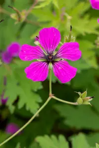Geranium psil. 'Red Admiral' P9 - afbeelding 2