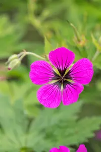 Geranium psil. 'Red Admiral' P9 - afbeelding 3