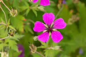 Geranium psil. 'Red Admiral' P9 - afbeelding 4