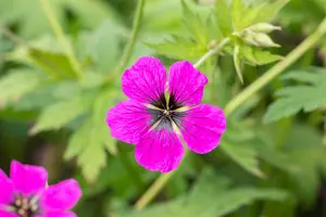 Geranium psil. 'Red Admiral' P9 - afbeelding 5