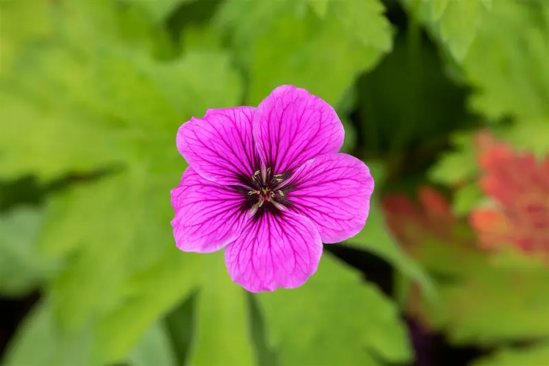 Geranium psil. 'Red Admiral' P9 - afbeelding 1