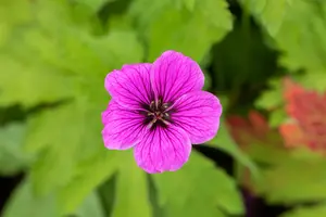 Geranium psil. 'Red Admiral' P9 - afbeelding 1
