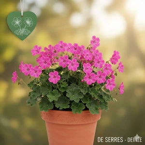 Geranium sanguineum 'Nanum' P9