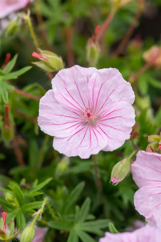 var. striatum - afbeelding 9