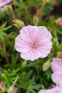 var. striatum - afbeelding 9