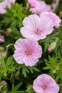 var. striatum - afbeelding 10