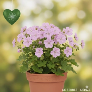 Geranium sylvaticum 'Roseum' P9