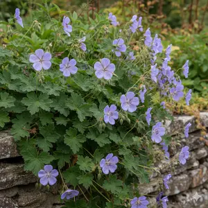 Geranium wall. 'Buxton's Variety' P9