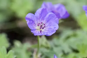 Geranium wall. 'Kelly Anne' P9 - afbeelding 4