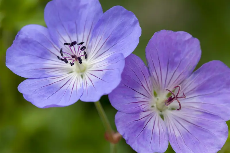 Geranium wall. 'Kelly Anne' P9 - afbeelding 5