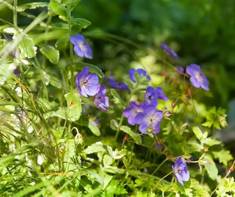 Geranium wall. 'Kelly Anne' P9 - afbeelding 1