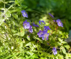 Geranium wall. 'Kelly Anne' P9 - afbeelding 1