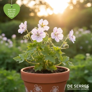 Geranium wallichianum 'Silvia´s Surprise'® P9