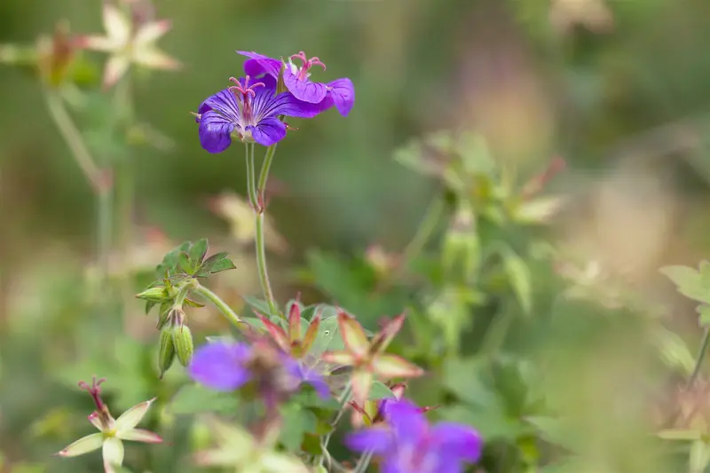 Geranium wlassovianum 'Typ Crug Farm' P9 - afbeelding 1