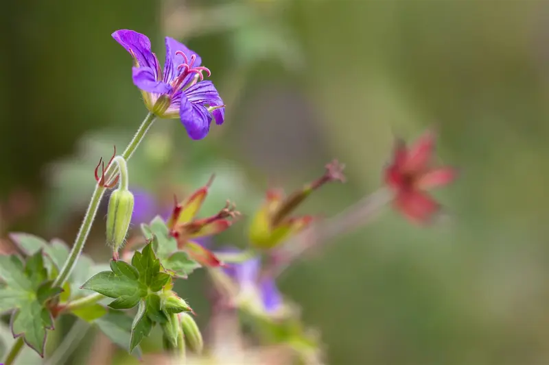 Geranium wlassovianum 'Typ Crug Farm' P9 - afbeelding 2