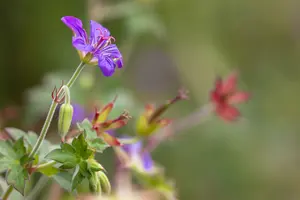 Geranium wlassovianum 'Typ Crug Farm' P9 - afbeelding 2
