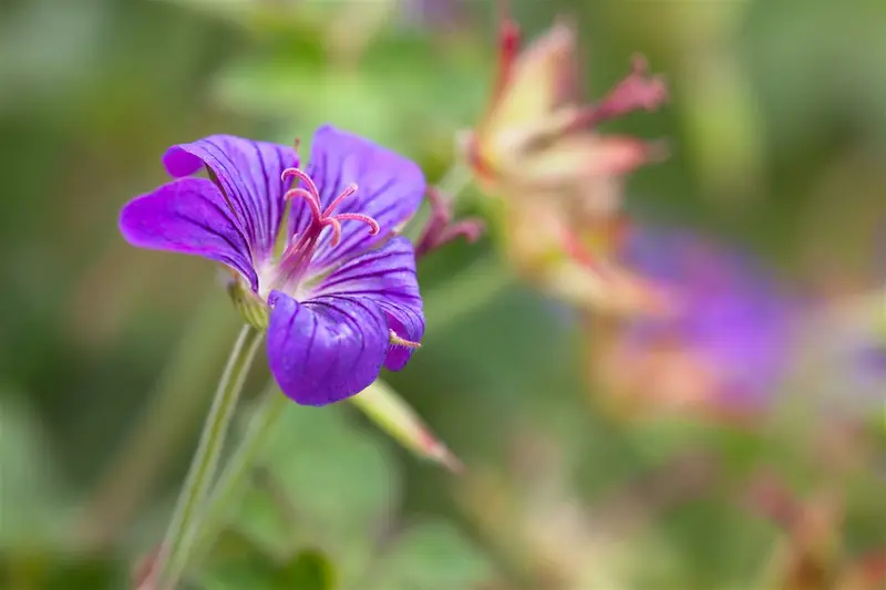 Geranium wlassovianum 'Typ Crug Farm' P9 - afbeelding 3
