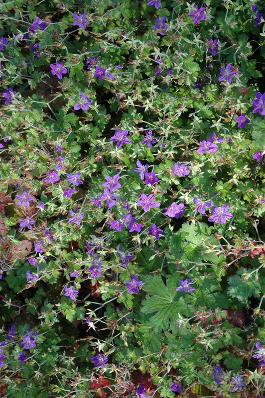 Geranium wlassovianum 'Typ Crug Farm' P9 - afbeelding 5