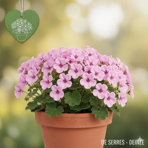 Geranium x riversleaianum 'Mavis Simpson' P9