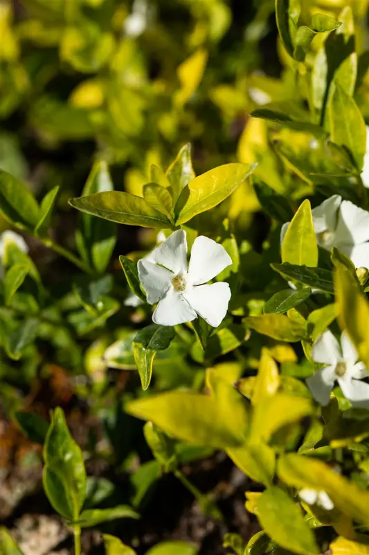 vinca minor 'gertrude jekyll' P9 - afbeelding 5