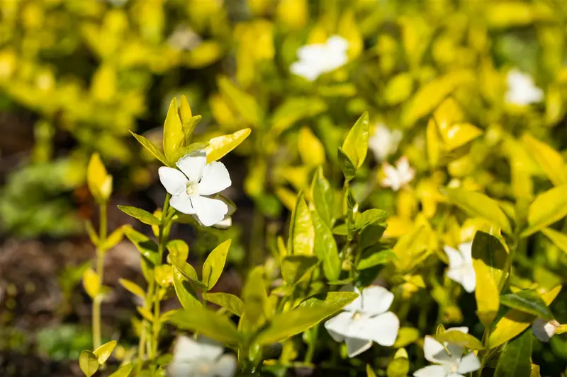 vinca minor 'gertrude jekyll' P9 - afbeelding 4